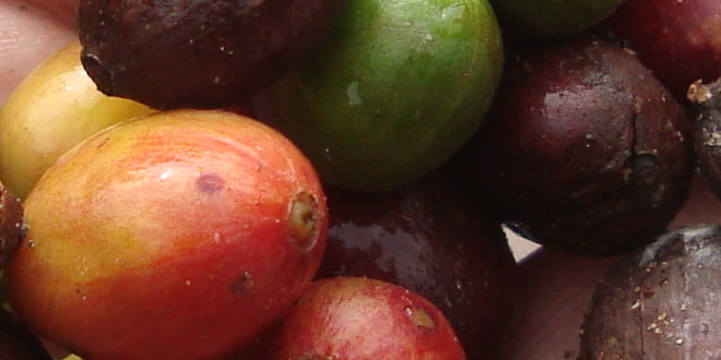 Por el aroma yo lo sé … ¿qué le pasó a la calidad del café venezolano?