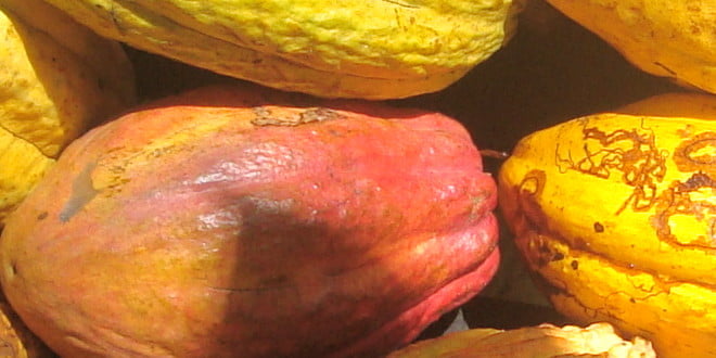¿El cacao de Chuao es un mito?