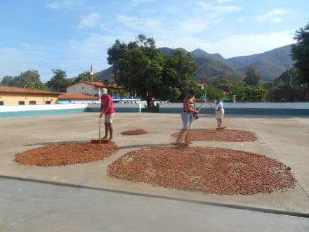 «En el futuro va a faltar cacao en el mundo»