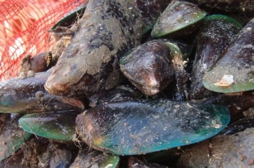 Mejillones y Guardieros en Margarita