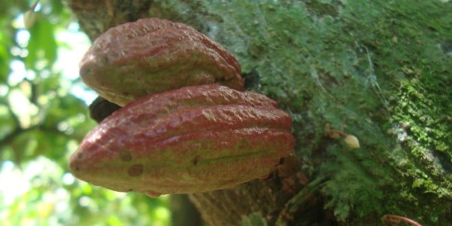 Chocolates «bean to bar» latinoamericanos ostentan origen y orgullo (parte I)