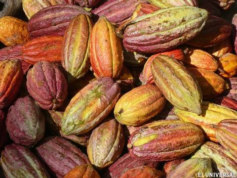 Los grandes cacaos de la hacienda San José