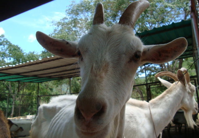El cuento de cómo los quesos de cabra criollos aprendieron a hablar francés