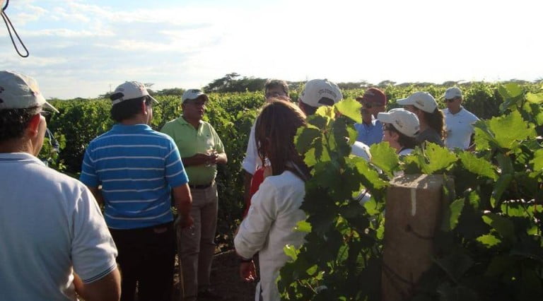 La primera vendimia 2016 de Bodegas Pomar