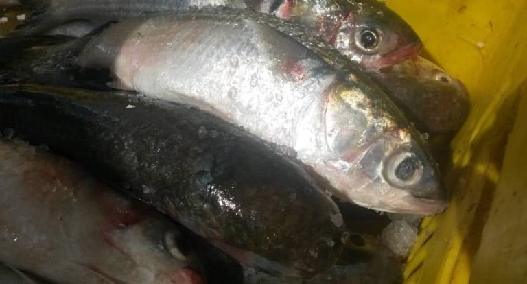 Las espinas no son un defecto