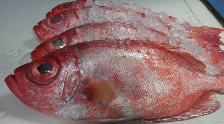 A comer pescado en Semana Santa … pero, ¡cuidado!