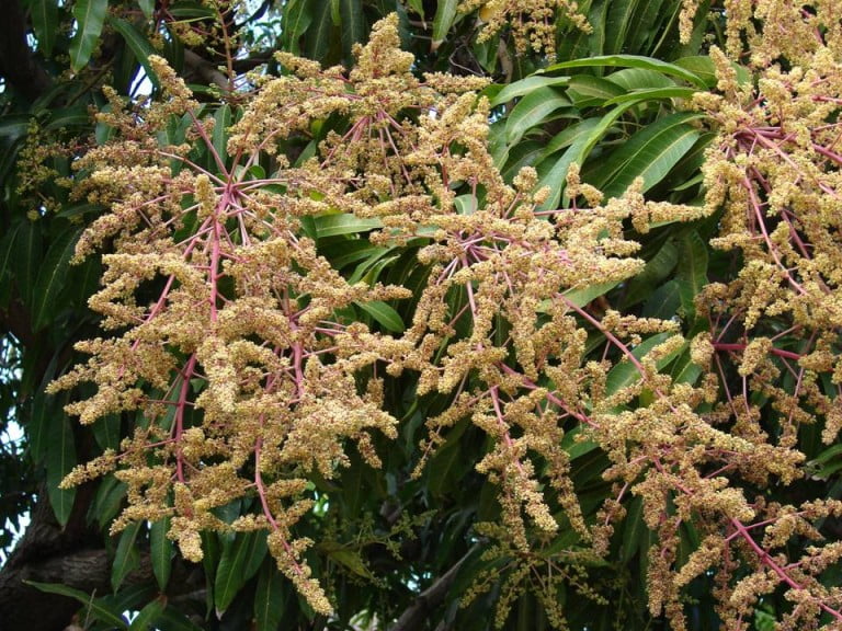 ¿Por qué hay tantas flores en las matas de mango este año?