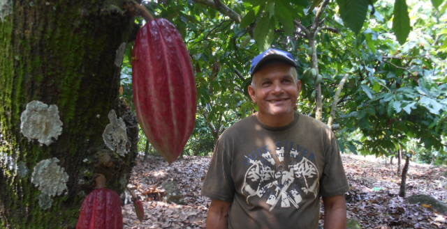 La revancha del cacao