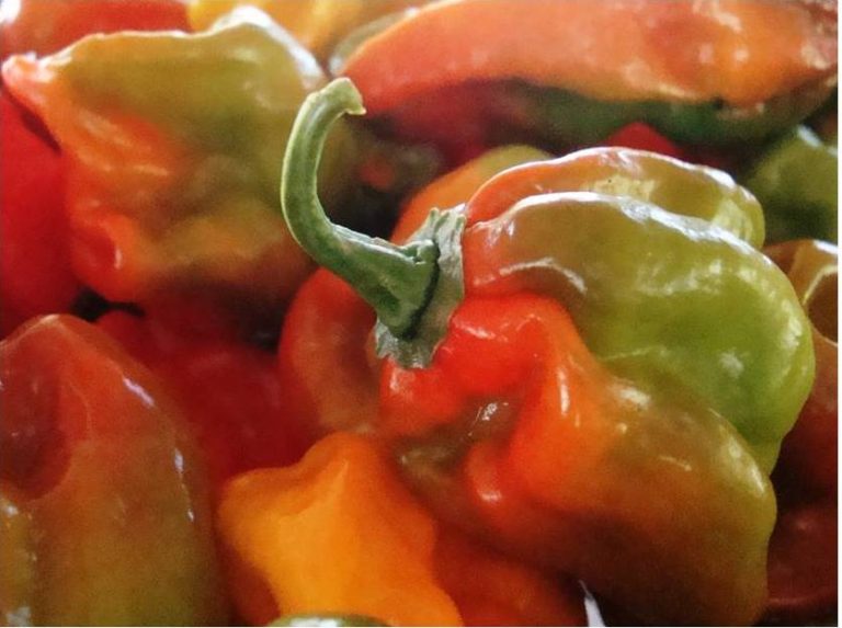 Picante o dulce, el ají es el alma del guiso