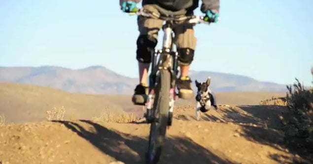 Los amores perros de Sumito