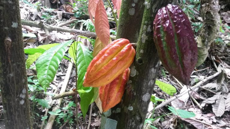 Cacao venezolano es materia prima de campeones en el International Chocolate Award 2016