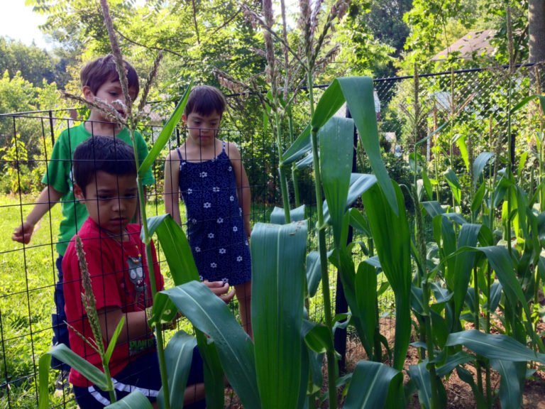 La cosecha de la Cocinita de Papá