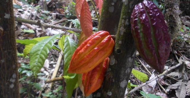 El «gran cacao» transformador