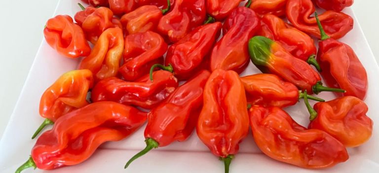 El ají dulce de Venezuela a Nápoles