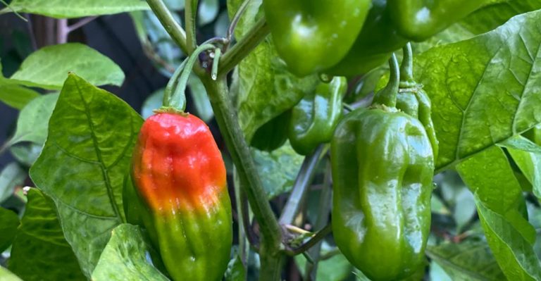 “Ají dulce”, il peperoncino dolce, dal Venezuela a Napoli