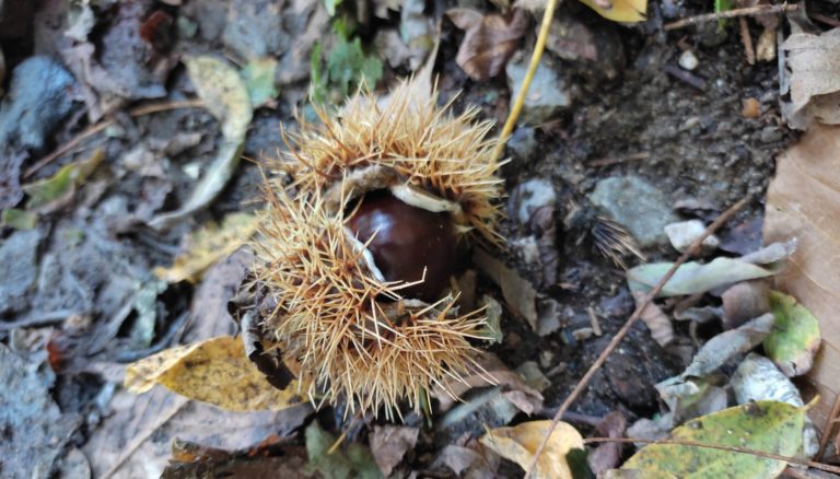 Las castañas y la amistad / Dos recetas con castañas