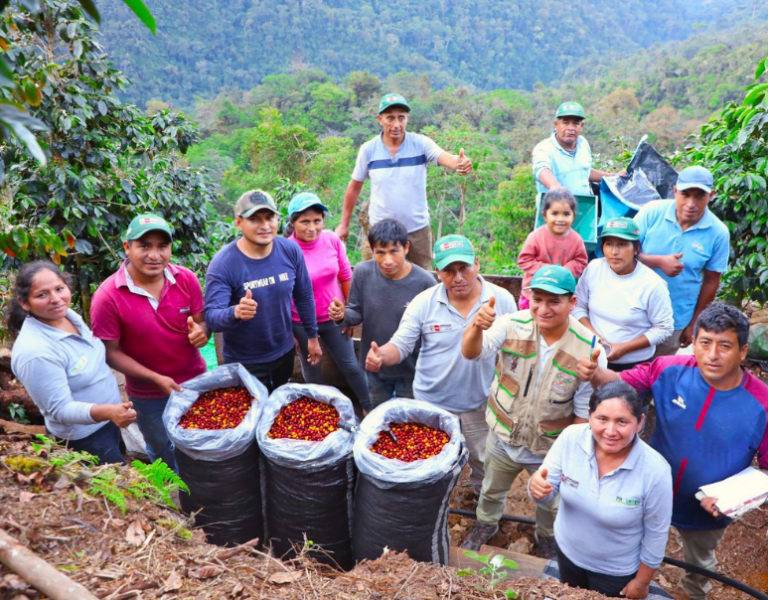 50 asociaciones y cooperativas del Vraem participarán en Ficafé 2022 con sus cafés especiales￼