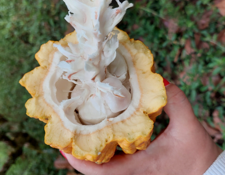 ¿El cambio climático es una verdadera amenaza para la producción de cacao en el futuro?