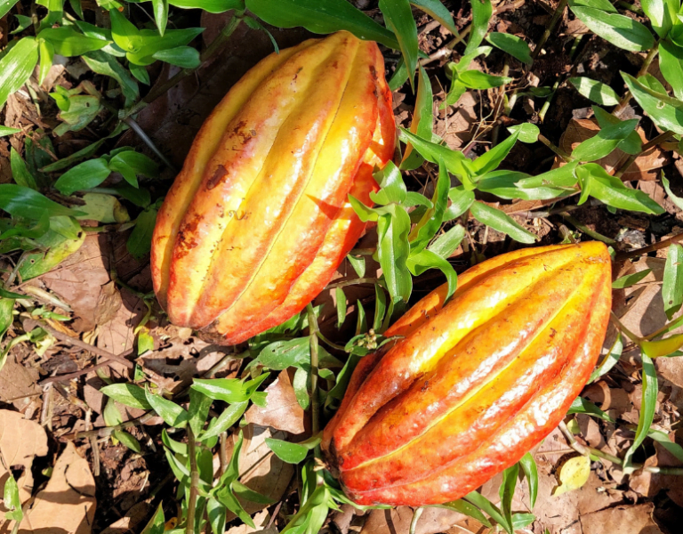 ¿Qué sucede con el cacao en Perú? ¿Sólo afecta a los cacaos orgánicos?