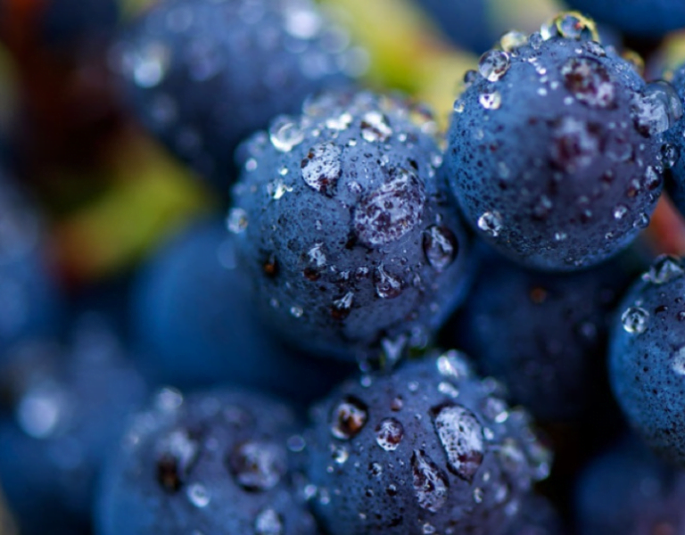 El ciclón Yaku llegó a Perú en época de vendimia. ¿Cómo afecta a las viñas y bodegas?