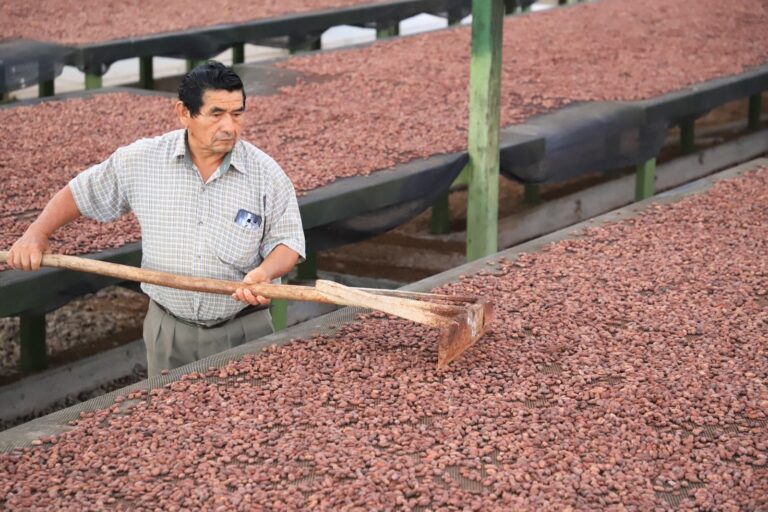 La DO Cacao Amazonas de Perú celebra 7 años