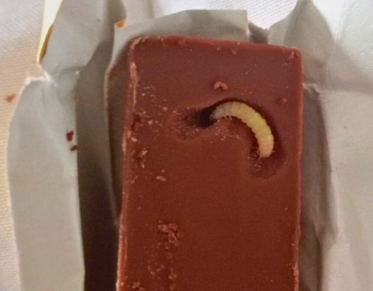 ¿Chocolate con gusanos? ¿Por qué sucede esto?